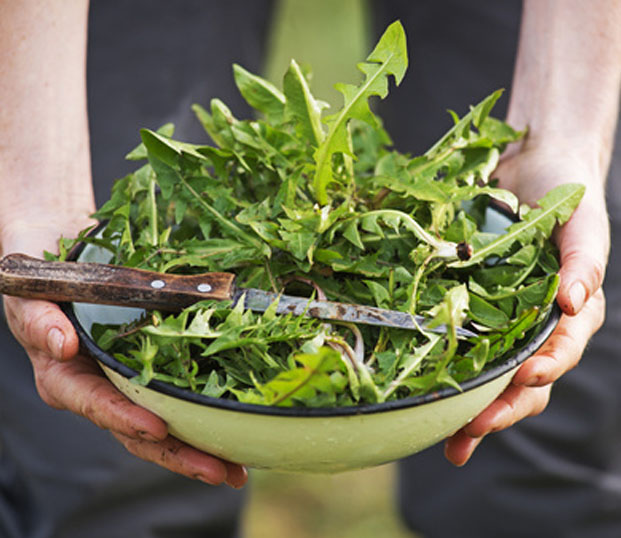 salat-sommer-lebensstil
